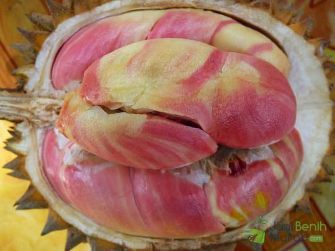 Loại sầu riêng cầu vồng quý hiếm 