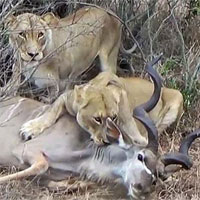 Video: Sư tử "giăng bẫy" tuyệt đỉnh, đoạt mạng linh dương vằn Kudu