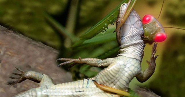 Cảnh tượng lạnh gáy: Bọ ngựa kẹp chặt thằn lằn rồi lạnh lùng gặm nhấm từng miếng thịt