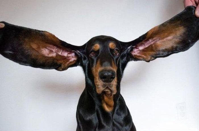  Chú chó tên Lou đã kỷ lục Guinness thế giới khi sở hữu đôi tai dài hơn 30cm.
