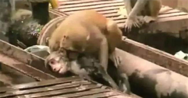 Video: Thấy bạn bị điện giật bất tỉnh, khỉ lao vào giải cứu và cái kết