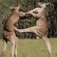 "Vũ khí bí mật" của kangaroo thực ra không phải là đấm bốc