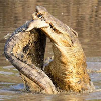 Hãi hùng cảnh cá sấu nuốt chửng toàn bộ cơ thể đồng loại dài 1,8 m mà không cần xé nhỏ!