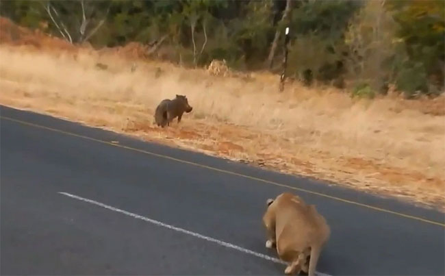 “Con mèo” lớn phục kích từ phía sau nên con lợn đã không trông thấy đối thủ.