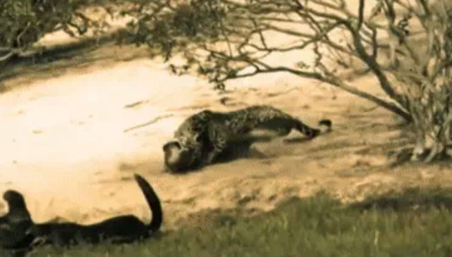 Con báo đốm lao đến, tấn công một con rái cá trong đàn.