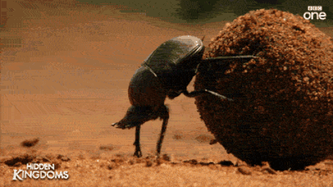 Một con bọ hung đang đẩy khối phân hình tròn