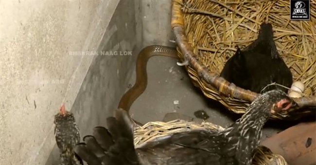 Video: Thấy xác gà chết la liệt, chủ nhà mời chuyên gia tới khiến thủ phạm lộ diện