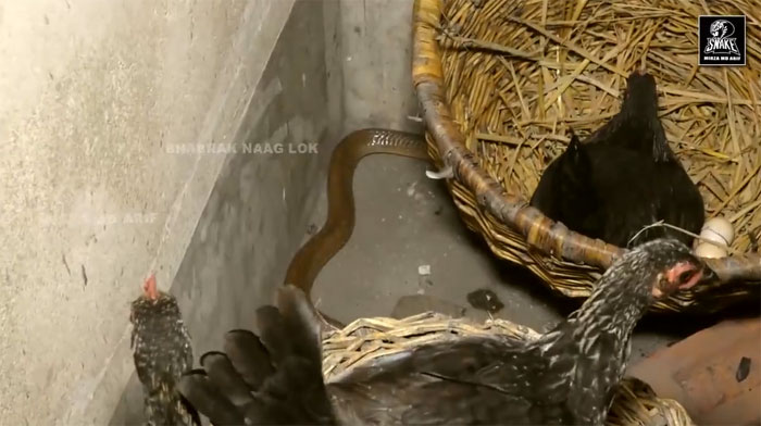 Thủ phạm là một con rắn hổ mang đất cực độc.