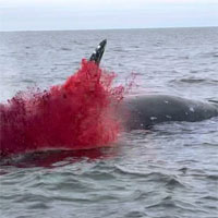 Xác cá voi trôi lênh đênh ngoài biển rồi bất ngờ nổ tung khiến ngư dân sợ điếng người