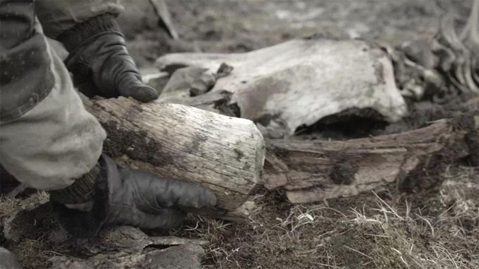 Bộ xương voi ma mút được khai quật tại Siberia