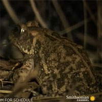 Video: Xót xa cho chú cóc siêu đen đủi, tránh được rắn hổ mang thì đụng ngay ếch lớn