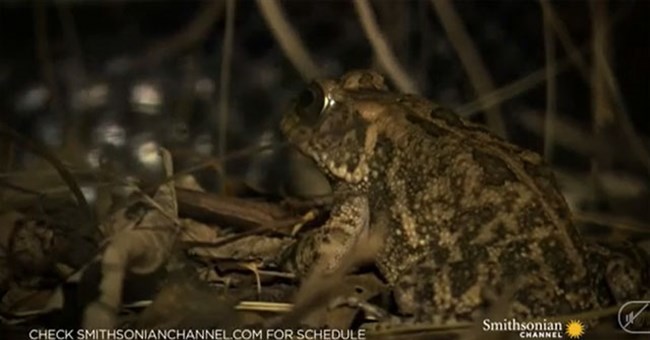 Video: Xót xa cho chú cóc siêu đen đủi, tránh được rắn hổ mang thì đụng ngay ếch lớn