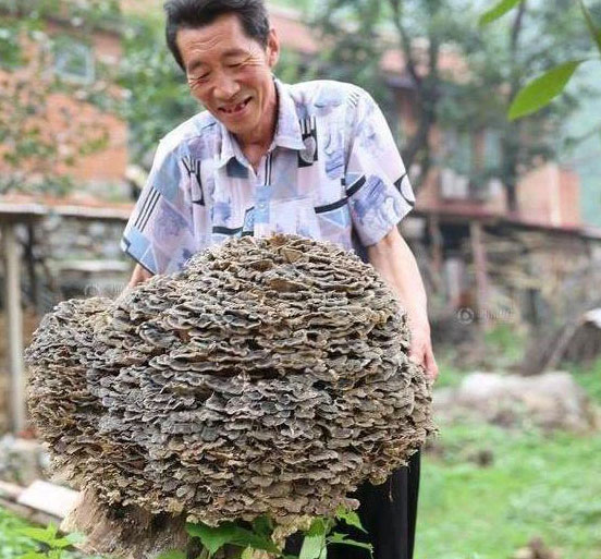 Được trả tiền tỷ để mua lại vật thể khổng lồ, lão nông khiến cả làng ngơ ngác khó hiểu vì hành động lạ
