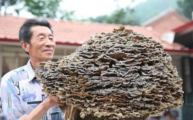 Được trả tiền tỷ để mua lại vật thể khổng lồ, lão nông khiến cả làng ngơ ngác khó hiểu vì hành động lạ