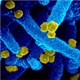 Biến thể "kháng vaccine" Mu đột nhiên biến mất như thế nào?
