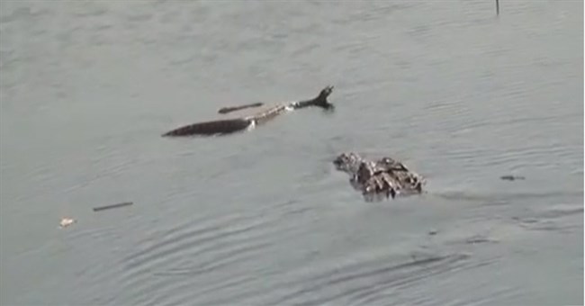 Video: Cận cảnh cá sấu “xơi tái” rắn độc khổng lồ