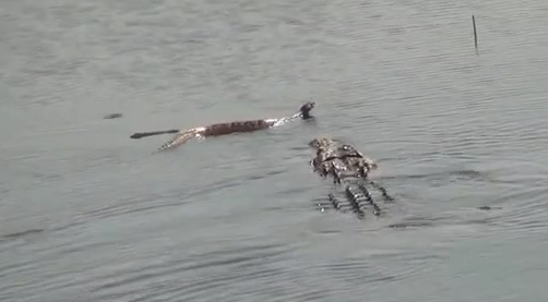 Con rắn bỏ mạng trước "sát thủ đầm lầy".