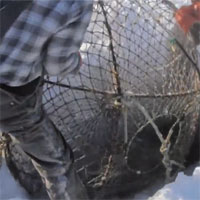 Video: Đào hố băng, kéo lồng lên, bên trong là một trong những  loại hải sản đắt nhất thế giới