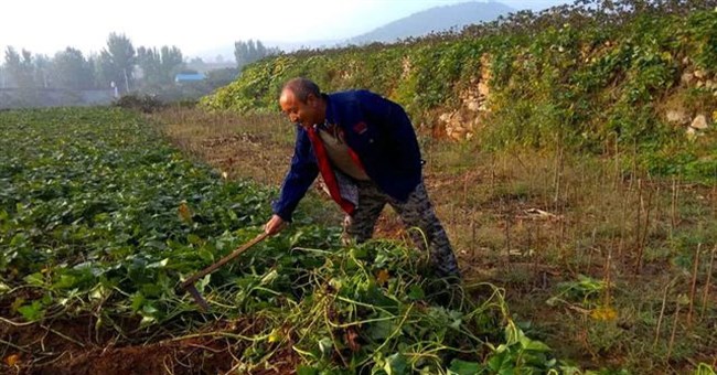 Lão nông đi đào khoai bỗng thấy mặt đất "chảy máu", sự thật là gì?