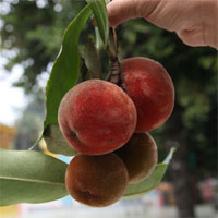 Việt Nam có loại quả lạ như kết hợp giữa đào, hồng và vú sữa