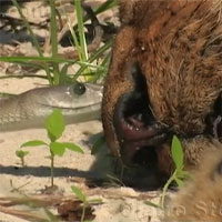 Video: Sư tử chết thảm vì bị rắn kịch độc cắn