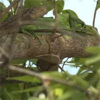 Video: Kỳ đà leo tận cành cây cao rồi thò đầu vào tổ chim, kết cục sẽ ra sao?