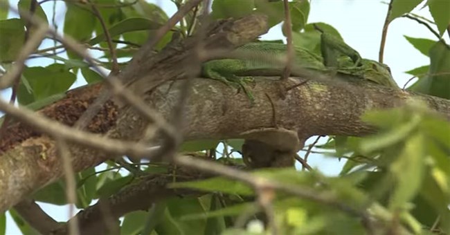 Video: Kỳ đà leo tận cành cây cao rồi thò đầu vào tổ chim, kết cục sẽ ra sao?