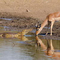 Linh dương Impala chết thảm trước ‘sát thủ đầm lầy’ vì… sừng quá dài