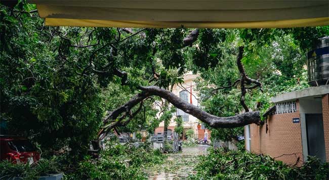 Hà Nội: Bão số 7 gây mưa lớn cả ngày, nhiều cây xanh bật gốc, đè bẹp 