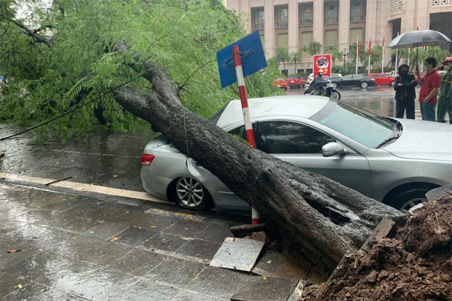 Hà Nội: Bão số 7 gây mưa lớn cả ngày, nhiều cây xanh bật gốc, đè bẹp 