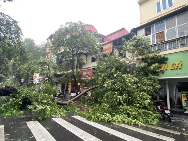 Hà Nội: Bão số 7 gây mưa lớn cả ngày, nhiều cây xanh bật gốc, đè bẹp 
