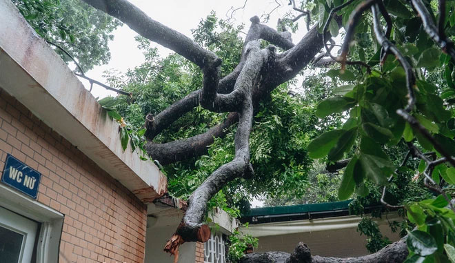 Hà Nội: Bão số 7 gây mưa lớn cả ngày, nhiều cây xanh bật gốc, đè bẹp 