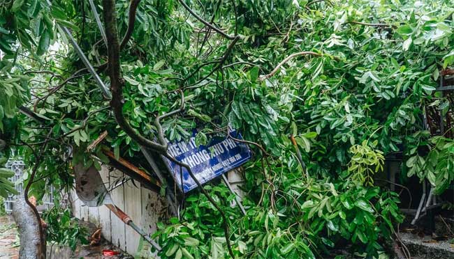 Hà Nội: Bão số 7 gây mưa lớn cả ngày, nhiều cây xanh bật gốc, đè bẹp 