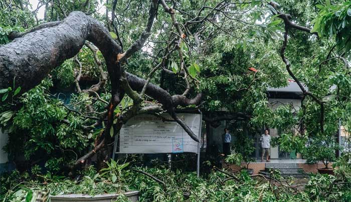 Hà Nội: Bão số 7 gây mưa lớn cả ngày, nhiều cây xanh bật gốc, đè bẹp 
