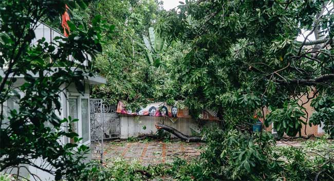 Hà Nội: Bão số 7 gây mưa lớn cả ngày, nhiều cây xanh bật gốc, đè bẹp 
