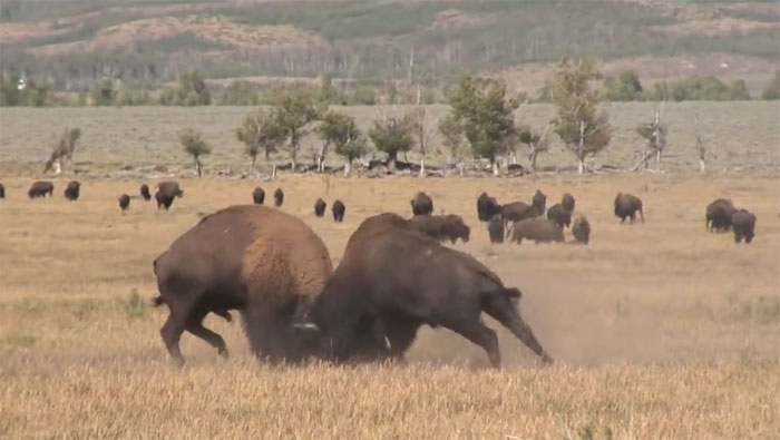 Hai con bò bison đang chọi nhau kịch liệt.