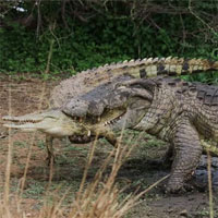 Video: Cá sấu sông Nile đại chiến từ sáng đến chiều, kết cục tàn nhẫn cho kẻ thua cuộc!