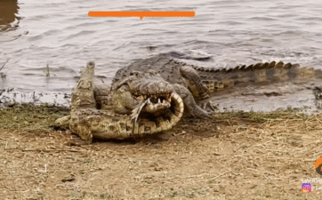 Cá sấu sông Nile đại chiến