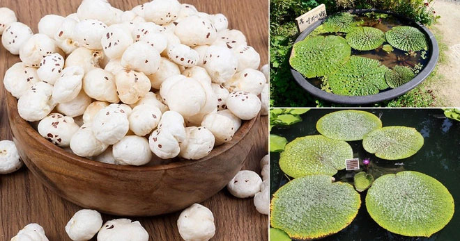 Cư dân mạng bàn tán về loại quả kỳ lạ hái lên từ bùn đen, có hạt như hạt lựu