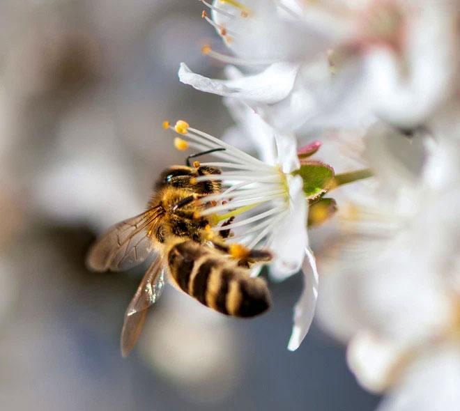 Về cơ bản, mật ong là một dung dịch quá bão hòa của đường