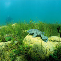 "Ếch bìu"! Loài ếch khổng lồ Peru đang bị đe dọa nghiêm trọng và chỉ còn sống ở hồ Titicaca