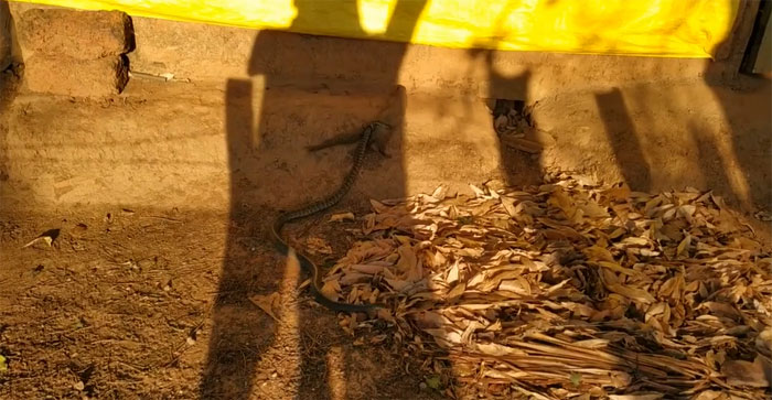 Cầy Mangut hốt hoảng tháo chạy khi đụng phải con rắn chuột "khó nhằn"