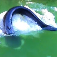 Video: Thả câu trong hồ nước xanh, người đàn ông kinh ngạc khi kéo lên "quái vật hồ Loch Ness"