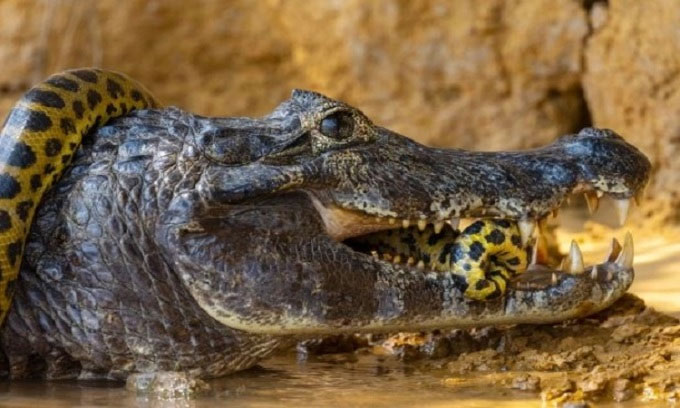 Cận cảnh trăn anaconda siết cổ cá sấu caiman