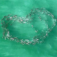 Khoảnh khắc đàn cá bơi tạo thành hình trái tim lớn giữa biển khơi