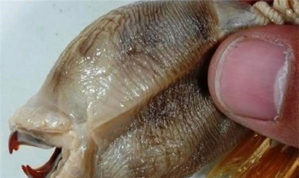 Đang thảnh thơi thu lưới, ngư dân Nhật 