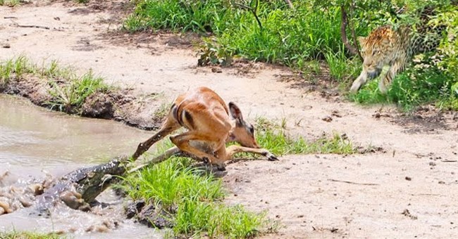 Thoát khỏi cá sấu, linh dương không ngờ "thần chết" đã rình sẵn trên bờ