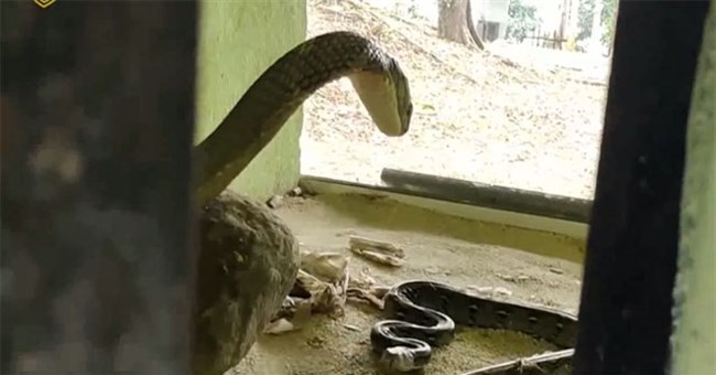 Nhốt trăn vua vào chuồng hổ mang chúa: Biết con mồi trước sau cũng chết nên hổ mang có "hành động lạ"