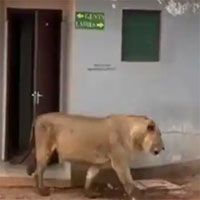 Cư dân mạng "phát sốt" khi thấy sư tử đi ra từ... nhà vệ sinh công cộng
