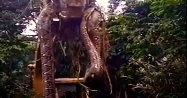 Hãi hùng cảnh máy xúc bắt được con trăn "khổng lồ" được cho là dài hơn 9m, có phải kỷ lục mới?